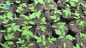 ПОМИДОРЫ - ОТ ПОСЕВА ДО УБОРКИ В ОДНОМ ВИДЕО! Как вырастить отличные помидоры?