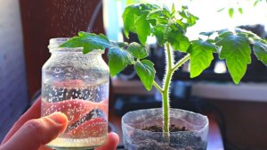 Минеральная вода - главный секрет мощной, раскидистой рассады помидор. Вносить нужно по этой схеме.