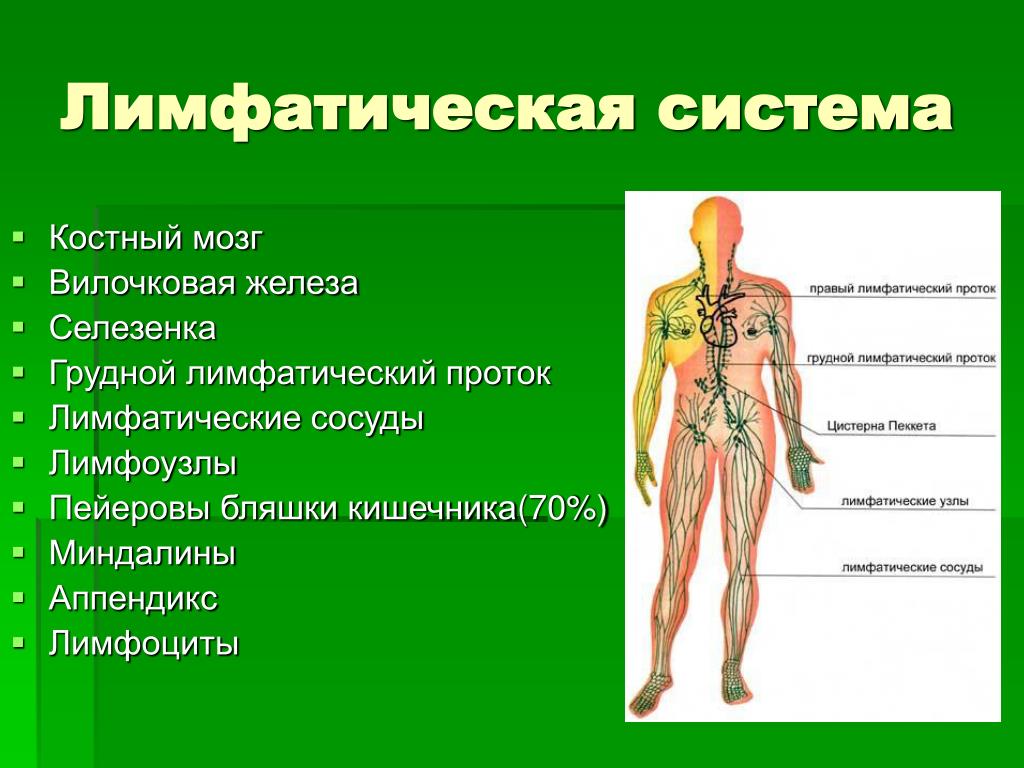 Для чего нужен лимфодренажный. Лимфатическая система человека строение и функции схема. Анатомия и физиология лимфатической системы человека. Функции лимфатической системы анатомия. Общее строение лимфатической системы.