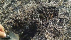 04.09.2021. Посев рапса с междурядьем 70см. Clearfield KWS!