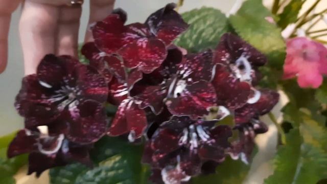 Стрептокарпусы 27 августа 2021 г. смотреть онлайн