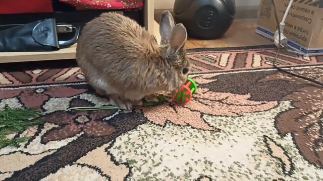 Веселые игры Ирискина. Самое интересное - в конце 🐰 смотреть онлайн