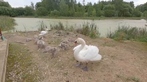 Танец маленьких лебедей 2020 HD