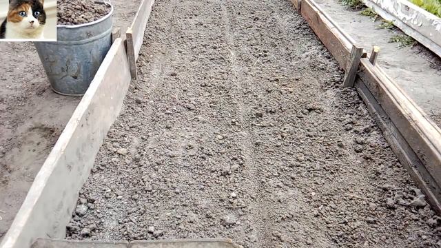 Как сеять морковь чтобы быстро взошла