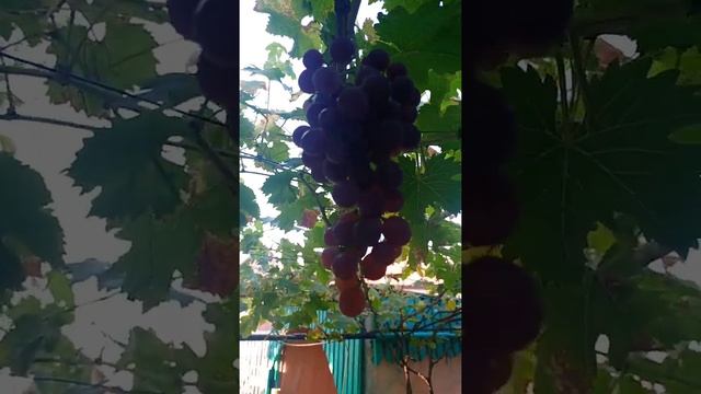 23.08.20 г.виноград русский ранний уже перевисел смотреть онлайн