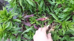 Простейшее осеннее размножение гвоздики турецкой!