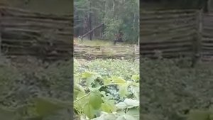 Сахалин город Оха.медведь гуляет во городе.