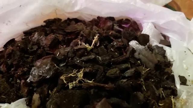 Пересадка Рима в особый грунт смотреть онлайн