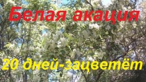 Белая акация через 20 дней.Ускоряем развитие пчела семей к Белой акации.Окупация пасеки Щурами.