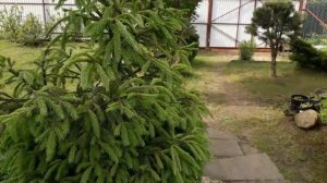 Время стрижки/формировка кроны у елки/ кто поедает молодую хвою