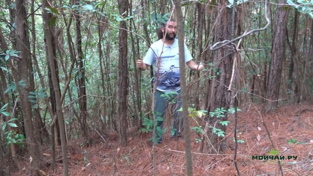 Чжаоань. Ищем дикие чайные деревья. Дегустируем редкий чай. смотреть онлайн