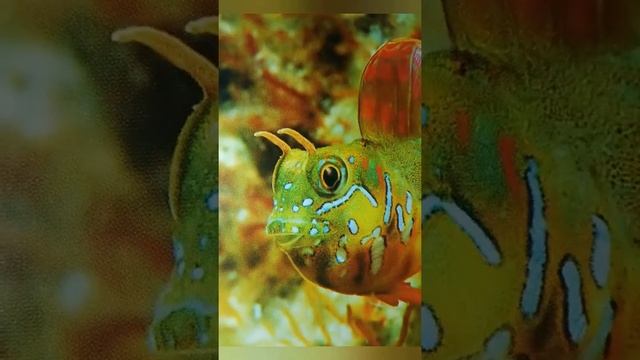 Морские обитатели. Красота фауны моря.