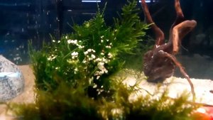 дизайн аквариума часть 5 ( аквариумные мхи )