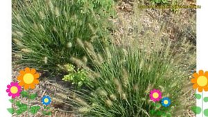 Пеннисетум лисохвостовый Литл Бани. Краткий обзор, описание pennisetum alopecuroides Little Bunny