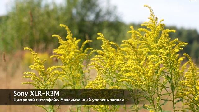 Сравнение цифрового и аналогового интерфейса микрофонов Sony смотреть онлайн