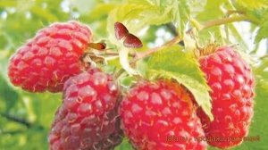 Малина ремонтантная Бабье лето 2 (babie leto) ? обзор: как сажать, саженцы малины Бабье лето 2