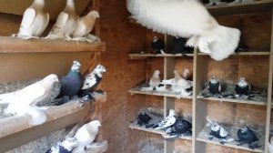 Мои голуби в Германии