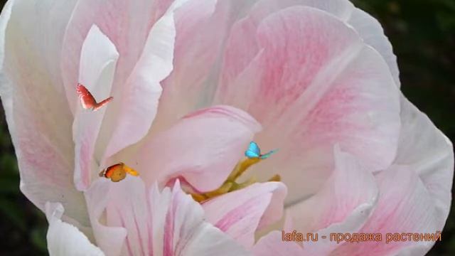 Тюльпан махровый Силк Роуд (tyulpan-silk-roud) ? обзор: как сажать, луковицы тюльпаны Силк Роуд смотреть онлайн