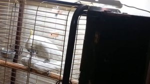 Спаривание какаду.