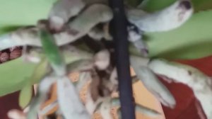 Орхидея  PURPLE HEART (Фиолетовое сердце) ПЕРЕСАДКА ОРХИДЕИ