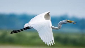 К чему снится журавль: значение сна. Сонник Миллера