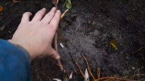 Корни и почки моих пионов (ИТО гибриды)