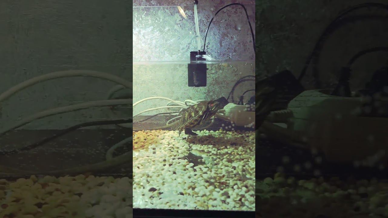 Купили Красноухой Новый Аквариум смотреть онлайн