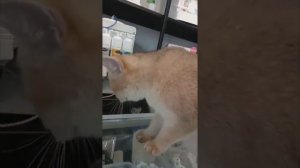 Кот в магазине