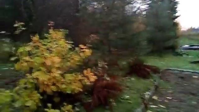 Опята - осенние грибы. Грибной огород на даче. смотреть онлайн