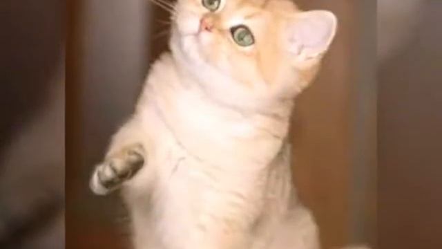 Самые красивые породы котов!??? смотреть онлайн