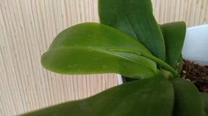 ЧЕМ ТОЧНО листья орхидеи НЕ ПРОТИРАТЬ! ДО БЛЕСКА листья орхидеи ЛЮБЯТ УХОД! ПЛЕНКА ПОЛИРУЕТ орхидеи