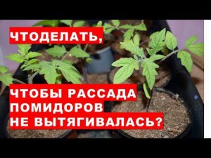 Что делать с рассадой помидоров, чтобы она не вытягивалась?