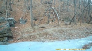 Siberian tiger in Leopard Land National Park