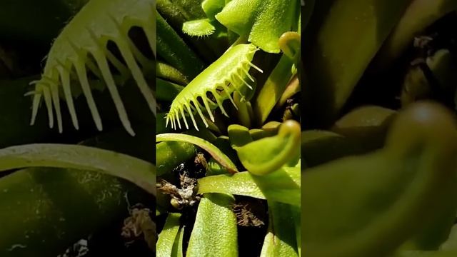 Чем кормить Венерину Мухоловку? #shorts смотреть онлайн