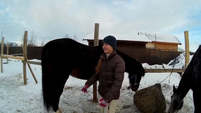 Наша лошадь Русский рысак//Характер, особенности породы. смотреть онлайн