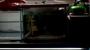 Разведение Алых Барбусов