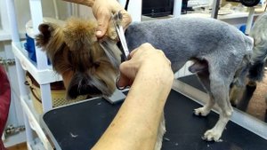 Стрижка Йорка