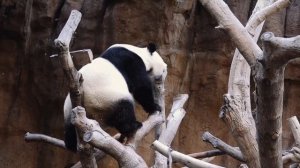 MacBook Air 2017 ОБЗОР. СТОИТ ЛИ БРАТЬ? Какой MacBook взять в 2020?