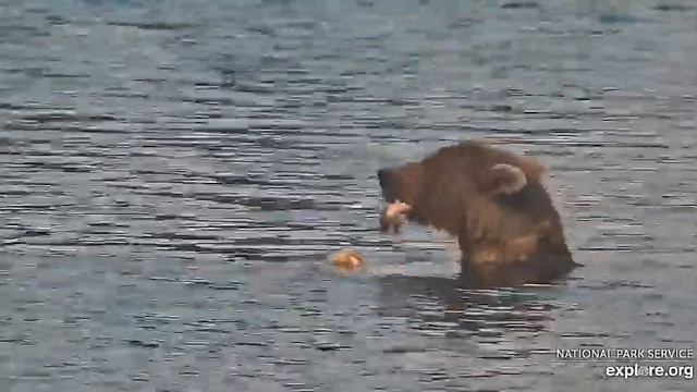 Мишка кушает-чайка дежурит#Katmai National Park, Alaska 2023 смотреть онлайн