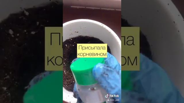 ПЕРЕСАЖИВАЮ ФИКУС!