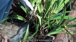 Пересадка ирисов летом на другое место