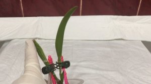 Реанимация каттлеи без корней - хороший метод