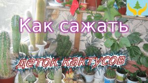 Как_сажать_деток