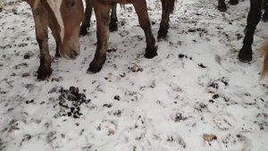 Пробуем случить кобылу с Жеребцом