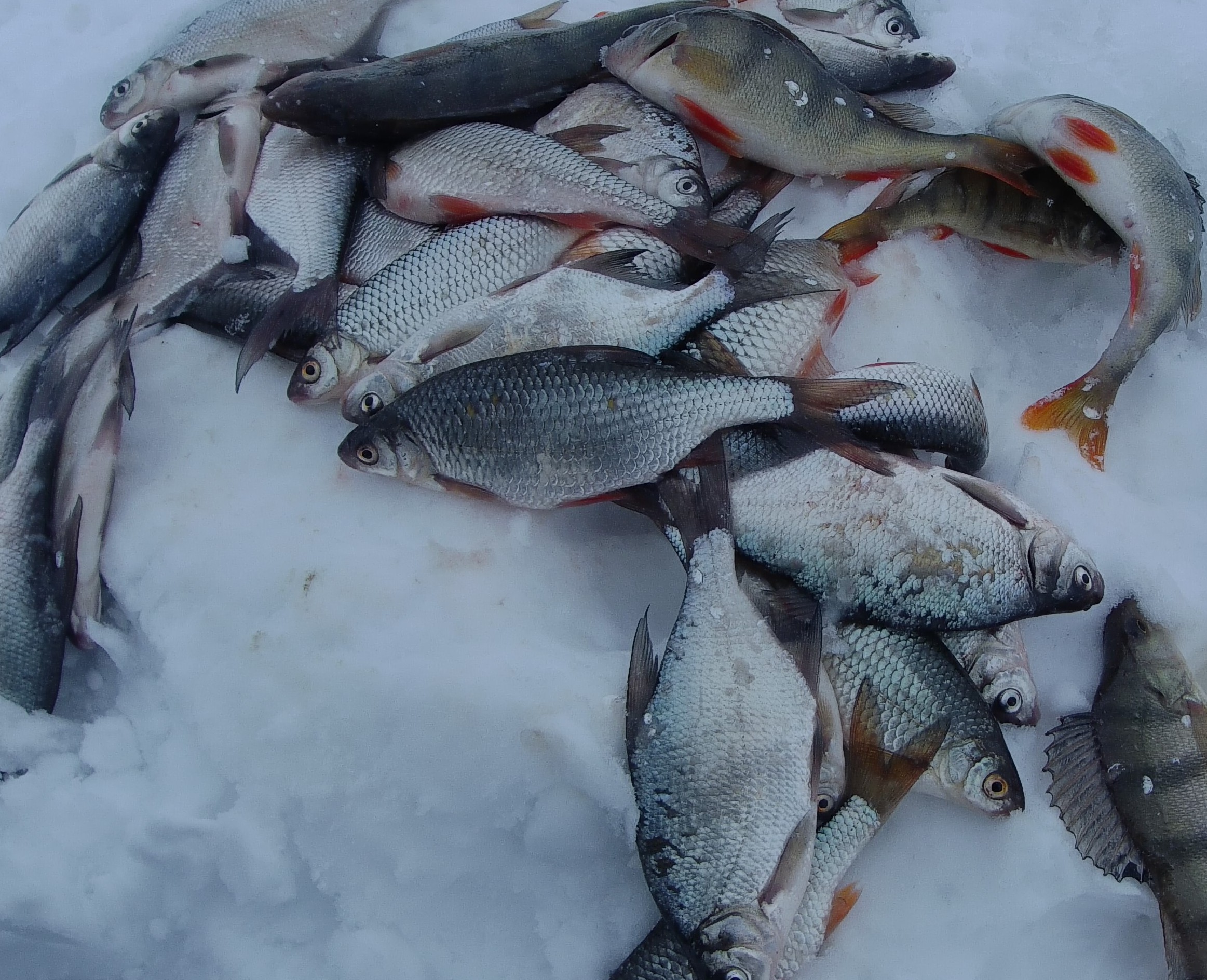 Бешеный клёв в ветер ! Вот это раздача !!! смотреть онлайн