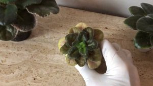 ФИАЛКИ. Почему из центра начали расти светлые листья?