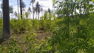Лесохозяйственные работы осветление и прочистки культур.
