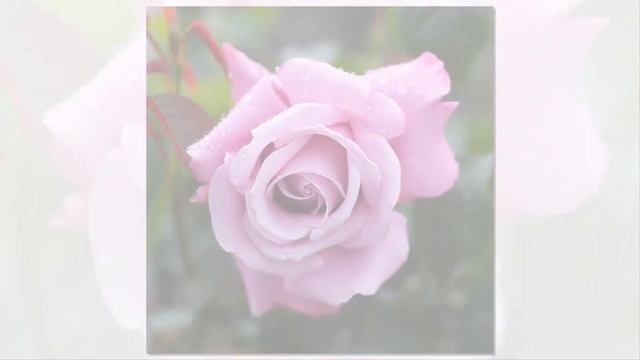 Charles De Gaulle Rose, Meilland