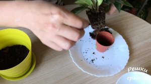 Хойя - восковой плющ Пересадка Уход