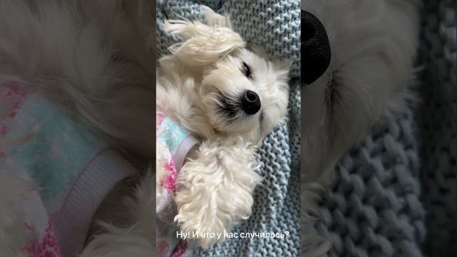 Устрой себе сиесту!#релакс #отдых #животное #собачки #собакавдоме #милыесобаки #блогер #любимцы #дом